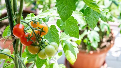 Leggy Tomatoes? Why Burying Them Sideways Will Save Your Harvest (And Give You More Fruits)