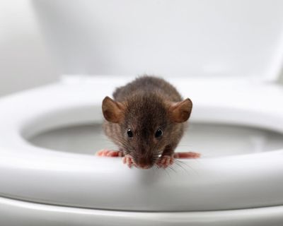 Is there a rat hiding in your toilet? Are you sure? Really sure?