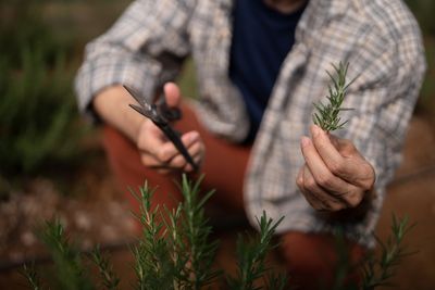 Drought‑Resistant Herbs and Spices: Rosemary, Thyme and Sage Thrive with Minimal Water