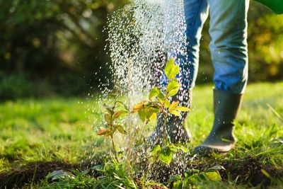 Why More Americans Are Looking for Low-Water Gardening Solutions