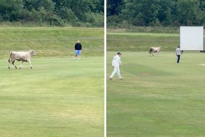 Watch: Runaway bull storms cricket pitch with match forced to be abandoned
