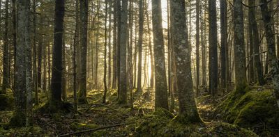 Moving forests to save them: Here are the risks and rewards of assisted tree migration