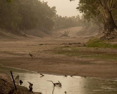 Mass fish deaths feared as Minns government promise to restore Murray-Darling rivers in doubt