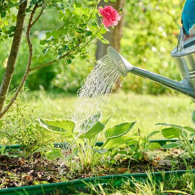 'Deep watering' is the expert-approved method that will help your plants cope and flourish during the July heatwave