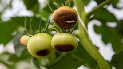 How to stop blossom end rot before it ruins your tomato harvest in July