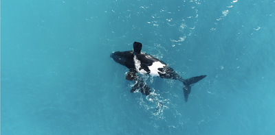 Upside-down whales aren’t sick or hurt – they’re just resting