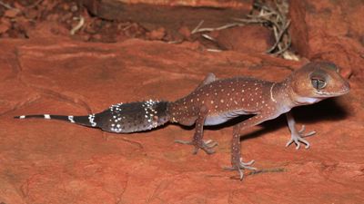 Flat out: even geckos cook in warming climate