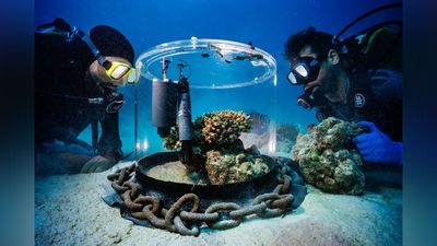 "Photography and film will help us to educate people” –Fascinating underwater shot captures Red Sea 'coral doctors' at work, winning a science photo award