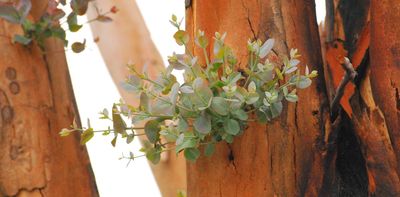Wilsons Prom has been scarred by bushfires. It may help us protect other fire-prone forests