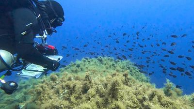 Protecting Corsican Scandola Nature Reserve amid tourism boom