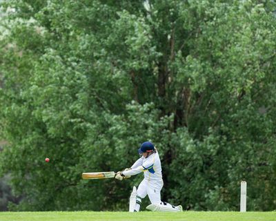 Why willows put the rest in the shade when cricket goes planting trees