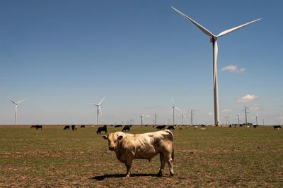 ‘Why take those jobs away?’: the unionized workers decrying Trump’s war on wind