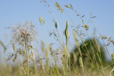 UK heatwave: Where are pollen levels going to be the highest this week?