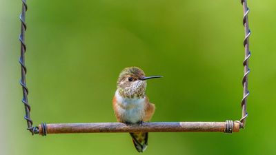 What Hummingbirds Need in July – 6 Ways To Support Adults And Fledglings