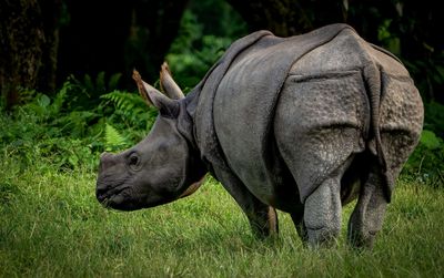 Nepal deployed armed soldiers, military patrols, and community intelligence networks in 2010 to save its rhinos; years later, the country recorded multiple years without a single rhino being poached
