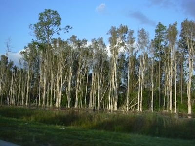 The United States in 1906 planted Australian melaleuca trees to drain Florida's wetlands, but scientists now say they spread across nearly 500,000 acres, replacing native sawgrass marshes with dense invasive forests that alter fire and water cycles
