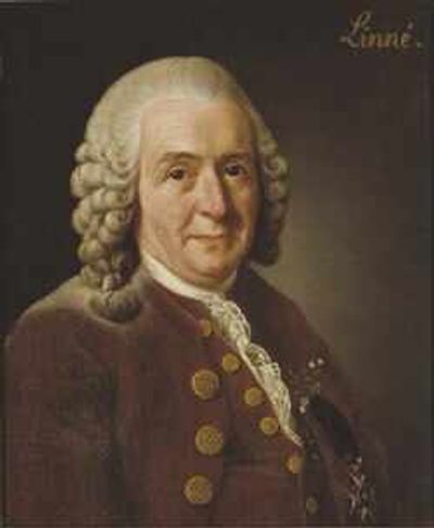 Quote of the Day by Carl Linnaeus: 'If you do not know the names of things, the knowledge of them is lost, too...' - What's in a name? Inspiring lessons on knowledge, curiosity, science, and why naming the world is the first step to understanding it by the "Father of Modern Taxonomy" himself