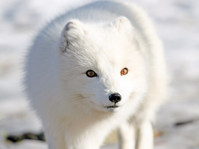 Fur traders released Arctic foxes across Alaska's Aleutian Islands in the late 1800s to boost the fur trade, but the predators wiped out millions of nesting seabirds before decades-long eradication campaigns began