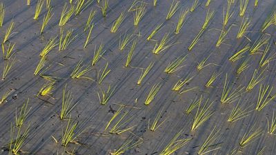 Italy’s rice bowl is baking in drought, and Pavia farmers say weeds are taking over parched paddies as rivers and reservoirs run low