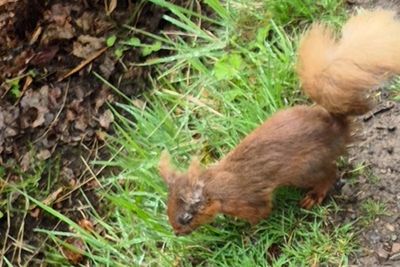 Deadly squirrelpox confirmed in Scottish red squirrels
