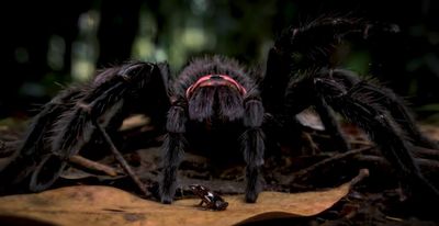 Into the spider’s lair: how an Australian film-maker made an impossible documentary with AI
