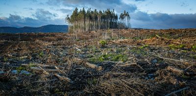 New study finds clear-cut logging can dramatically increase flood risk