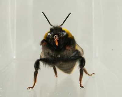 Do bees have inner lives? Slow-motion video reveals bumblebee behaviour similar to ‘liking’ or ‘disliking’