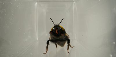 Bees ‘facial expressions’ may be a sign of their inner lives