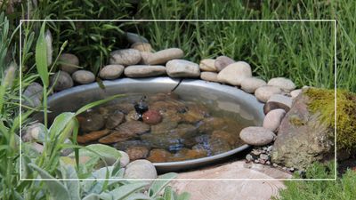 Don't forget to do this important but often forgotten task in your garden during the heatwave