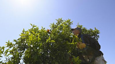 El Nino's surprise sweet spot, while salad days slow