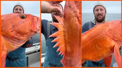 Fishing influencer catches huge bright orange rockfish in Alaska. Then he revealed its age