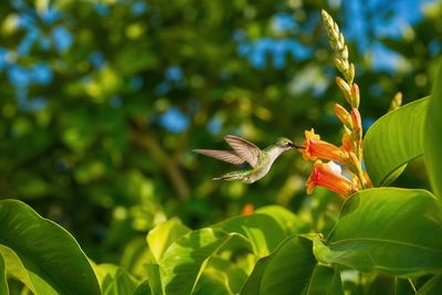 Attract Hummingbirds and Butterflies with Native Flowering Trees and Shrubs—A Pollinator Garden Guide