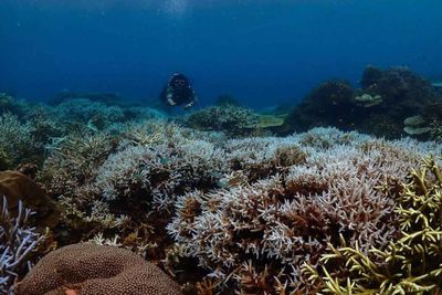 Rising sea temperatures spur coral bleaching alerts