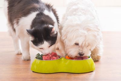 Betagro banks on premium pet food sales for growth