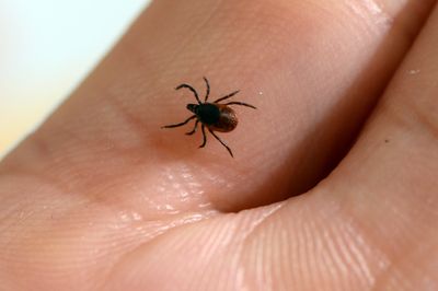 Rocky Mountain Spotted Fever Can Kill Within 5 Days: Doctors Warn You Should Not Wait for the Rash