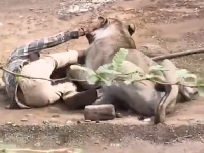 '30 minutes of horror': Gir lion attacks man in Gujarat, traps him for nearly half an hour; video goes viral