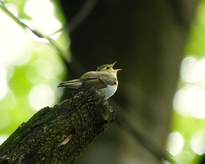 Country diary: The return of wood warblers here is bittersweet