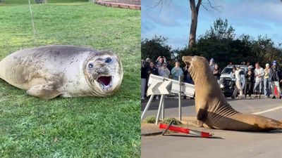 What Officials Are Saying About The ‘Double-Edged Sword’ Of Neil The Seal’s Viral Fame