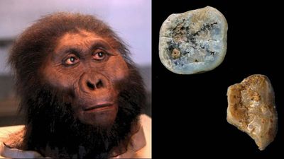 Meet Paranthropus: The ancient human cousin that may have made the first stone tools 2.6 million years ago