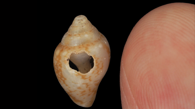 Neanderthals and modern humans may have shared culture 59,000 years ago in Turkey, study finds