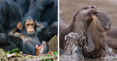 80 Hilarious Wildlife Photos That Became Finalists In The Nikon Comedy Wildlife Awards Over The Last Decade