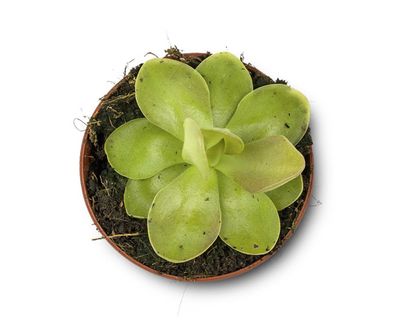 Houseplant hacks: can butterworts control fungus gnats?