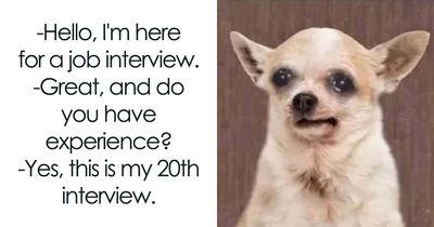 50 Times Animals Became The Stars Of The Internet’s Funniest Memes