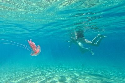 Warming seas bring jellyfish and sharks to South Korea’s beaches