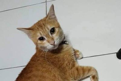 'Som', the missing cat on a train, where are you?