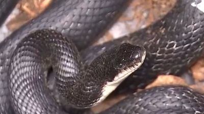 Snake in Virgina triggers power outage, leaves 6500 residents in the dark for 2+ hours