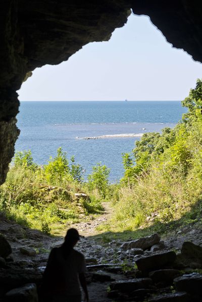5,000 years ago, humans ferried wild wolves by boat to a remote Swedish island, where scientists say they fed and possibly cared for them long before dogs existed