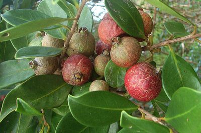 Hawaii introduced strawberry guava from Brazil in the 1800s for its edible fruit, but scientists now say the invasive tree has spread across the islands, forming dense forests that crowd out native plants, block seedling growth and transform native rainforest understories