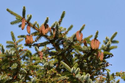 Norway planted millions of North American Sitka spruce after the 1950s to expand timber production along its windswept coast, but scientists now say the trees are invading ancient coastal heathlands, shading out native vegetation that has been maintained for more than 5,000 years