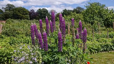 Sweden planted colourful garden lupins across roadsides and disturbed land to control erosion, but after more than 100 years, scientists say the fast-spreading flowers now dominate native meadows, leaving fewer native plants for bees, butterflies, and other pollinators